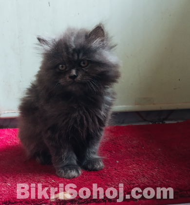 Pure persian male cat